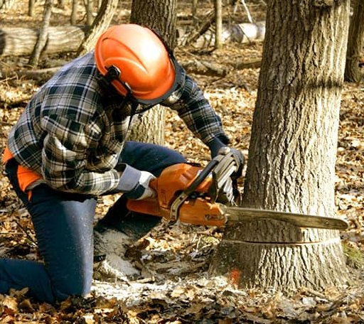Tree Removal in Elmendorf, TX
